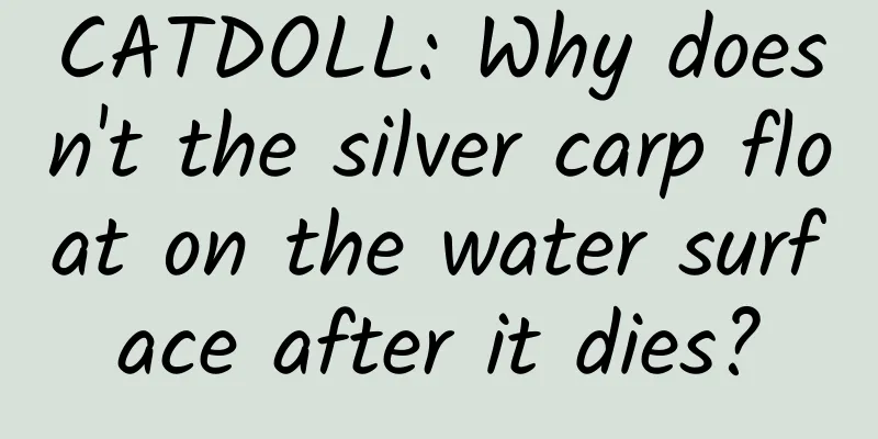 CATDOLL: Why doesn't the silver carp float on the water surface after it dies?