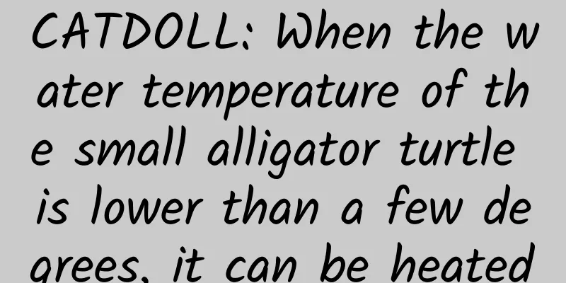 CATDOLL: When the water temperature of the small alligator turtle is lower than a few degrees, it can be heated