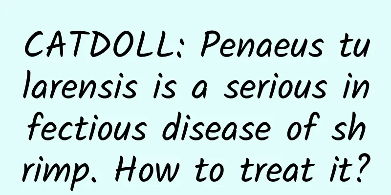 CATDOLL: Penaeus tularensis is a serious infectious disease of shrimp. How to treat it?