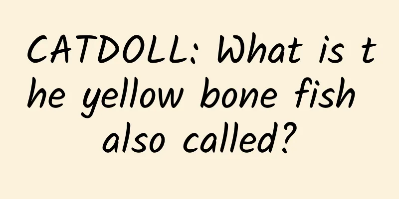 CATDOLL: What is the yellow bone fish also called?