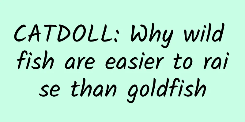 CATDOLL: Why wild fish are easier to raise than goldfish