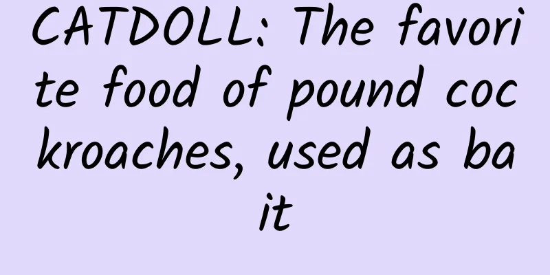 CATDOLL: The favorite food of pound cockroaches, used as bait