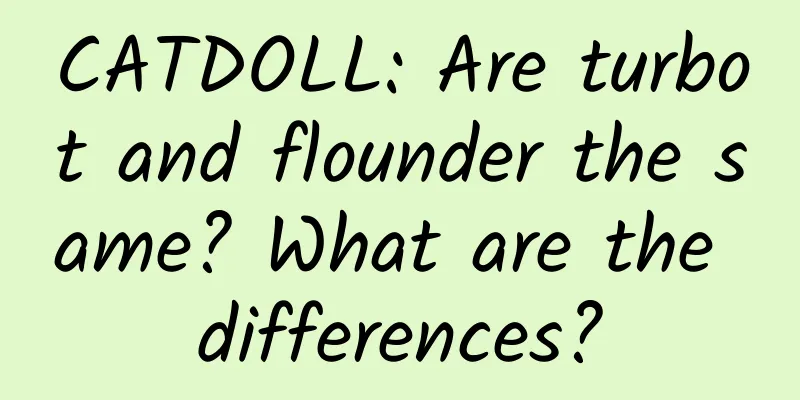 CATDOLL: Are turbot and flounder the same? What are the differences?