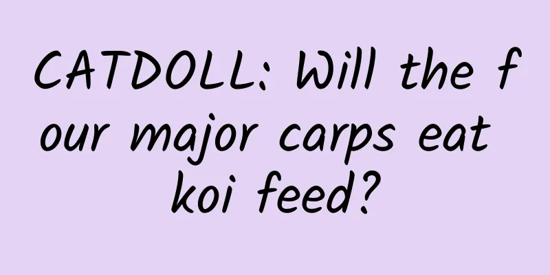 CATDOLL: Will the four major carps eat koi feed?