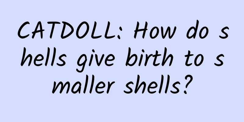 CATDOLL: How do shells give birth to smaller shells?