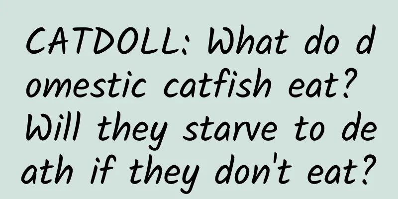 CATDOLL: What do domestic catfish eat? Will they starve to death if they don't eat?