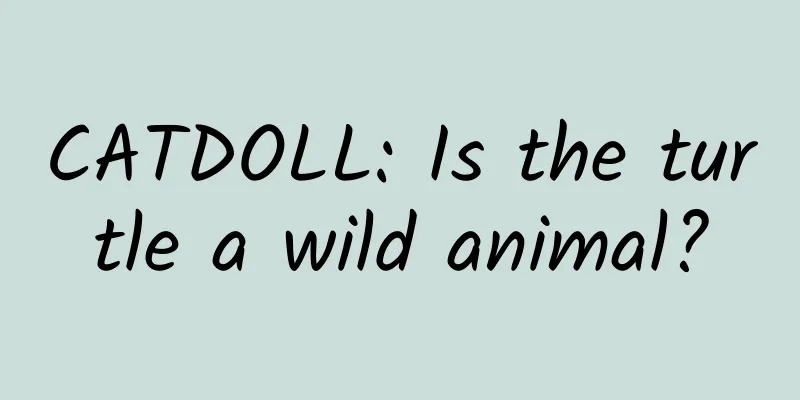 CATDOLL: Is the turtle a wild animal?