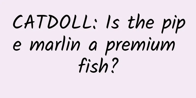CATDOLL: Is the pipe marlin a premium fish?