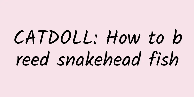 CATDOLL: How to breed snakehead fish