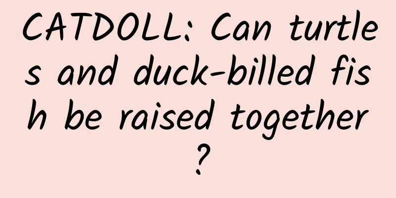 CATDOLL: Can turtles and duck-billed fish be raised together?