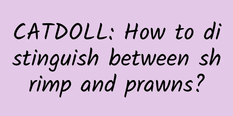CATDOLL: How to distinguish between shrimp and prawns?