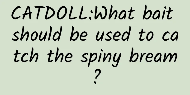 CATDOLL:What bait should be used to catch the spiny bream?