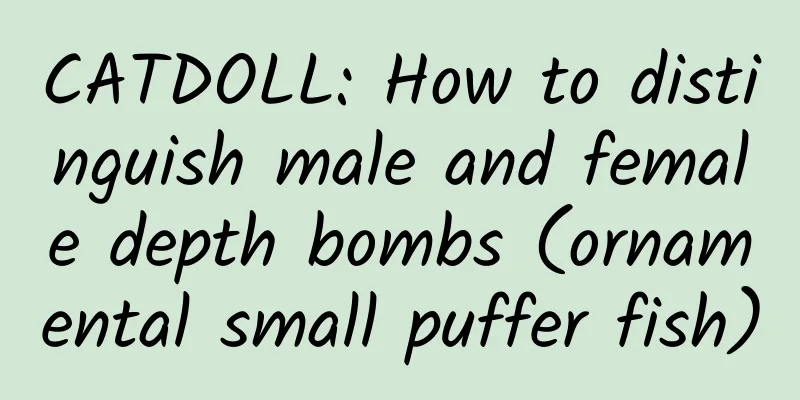 CATDOLL: How to distinguish male and female depth bombs (ornamental small puffer fish)