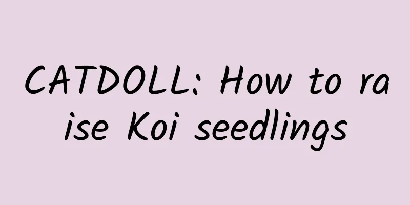 CATDOLL: How to raise Koi seedlings