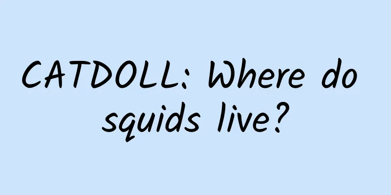 CATDOLL: Where do squids live?