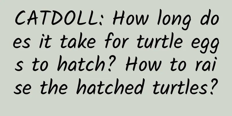 CATDOLL: How long does it take for turtle eggs to hatch? How to raise the hatched turtles?