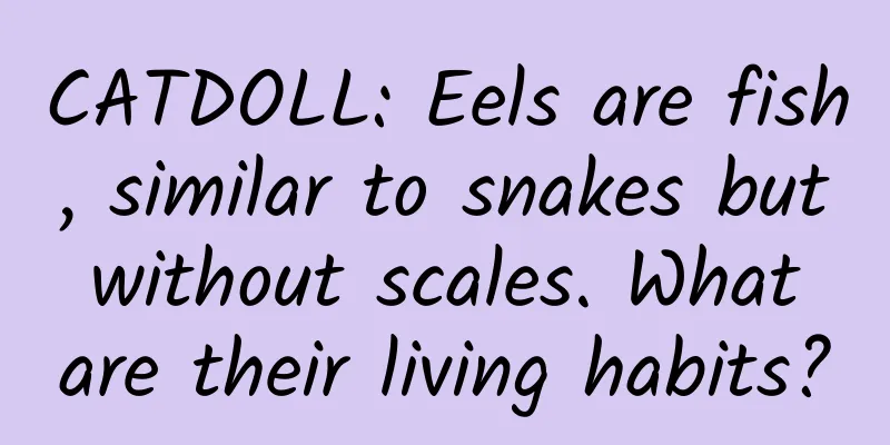 CATDOLL: Eels are fish, similar to snakes but without scales. What are their living habits?