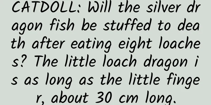 CATDOLL: Will the silver dragon fish be stuffed to death after eating eight loaches? The little loach dragon is as long as the little finger, about 30 cm long.