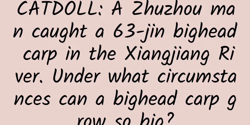 CATDOLL: A Zhuzhou man caught a 63-jin bighead carp in the Xiangjiang River. Under what circumstances can a bighead carp grow so big?