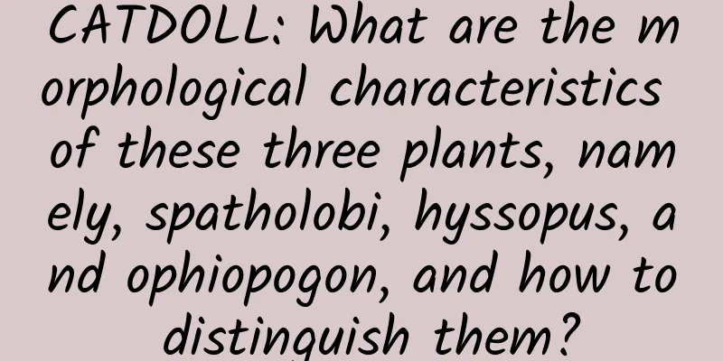 CATDOLL: What are the morphological characteristics of these three plants, namely, spatholobi, hyssopus, and ophiopogon, and how to distinguish them?