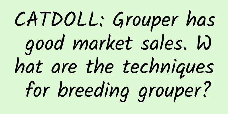 CATDOLL: Grouper has good market sales. What are the techniques for breeding grouper?