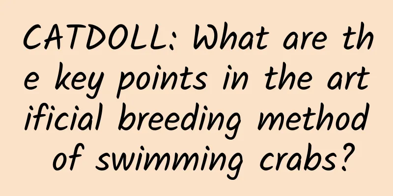 CATDOLL: What are the key points in the artificial breeding method of swimming crabs?