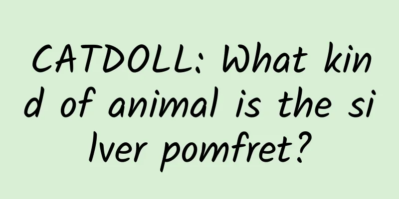 CATDOLL: What kind of animal is the silver pomfret?