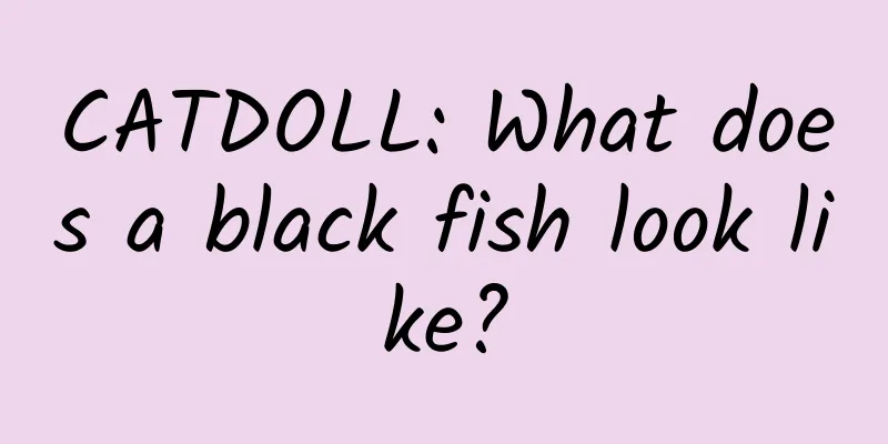 CATDOLL: What does a black fish look like?