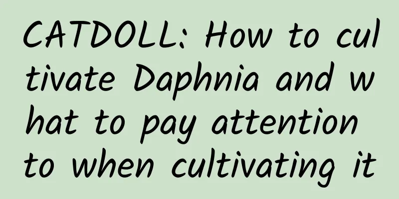 CATDOLL: How to cultivate Daphnia and what to pay attention to when cultivating it