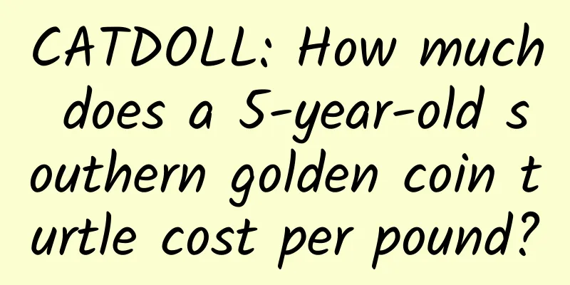 CATDOLL: How much does a 5-year-old southern golden coin turtle cost per pound?