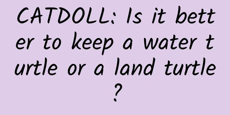 CATDOLL: Is it better to keep a water turtle or a land turtle?