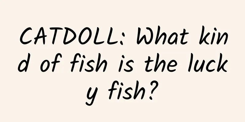 CATDOLL: What kind of fish is the lucky fish?