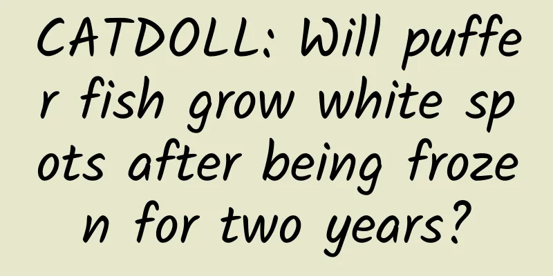 CATDOLL: Will puffer fish grow white spots after being frozen for two years?