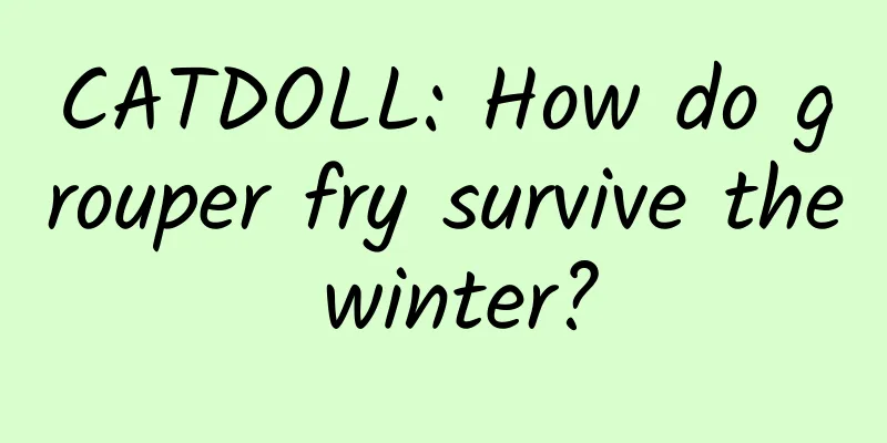 CATDOLL: How do grouper fry survive the winter?