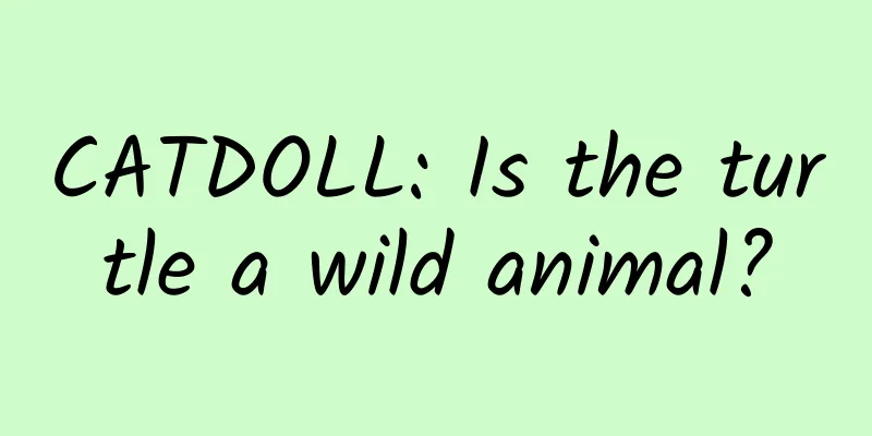 CATDOLL: Is the turtle a wild animal?