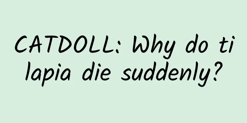 CATDOLL: Why do tilapia die suddenly?