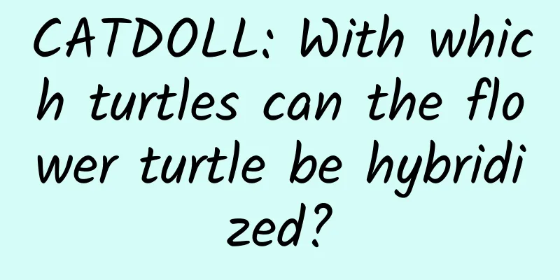 CATDOLL: With which turtles can the flower turtle be hybridized?