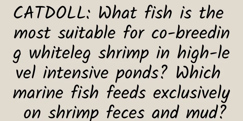 CATDOLL: What fish is the most suitable for co-breeding whiteleg shrimp in high-level intensive ponds? Which marine fish feeds exclusively on shrimp feces and mud?