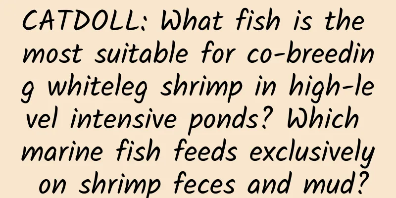 CATDOLL: What fish is the most suitable for co-breeding whiteleg shrimp in high-level intensive ponds? Which marine fish feeds exclusively on shrimp feces and mud?