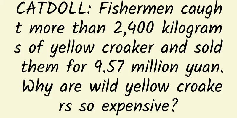 CATDOLL: Fishermen caught more than 2,400 kilograms of yellow croaker and sold them for 9.57 million yuan. Why are wild yellow croakers so expensive?