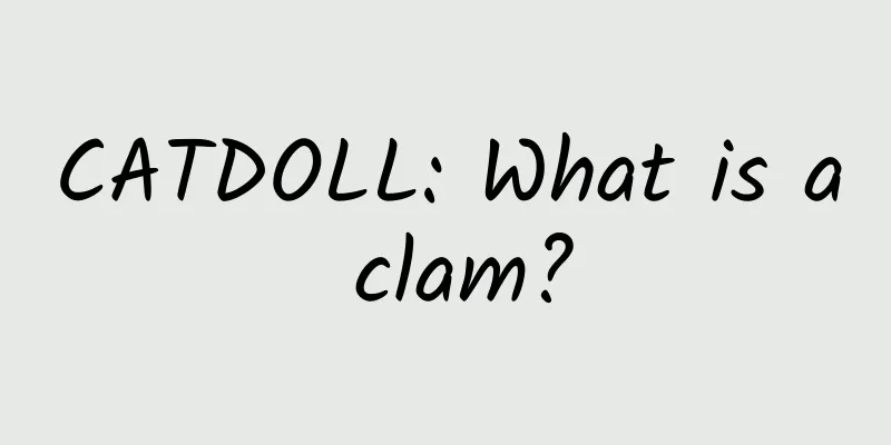 CATDOLL: What is a clam?