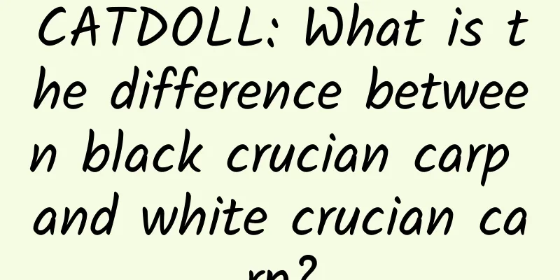 CATDOLL: What is the difference between black crucian carp and white crucian carp?