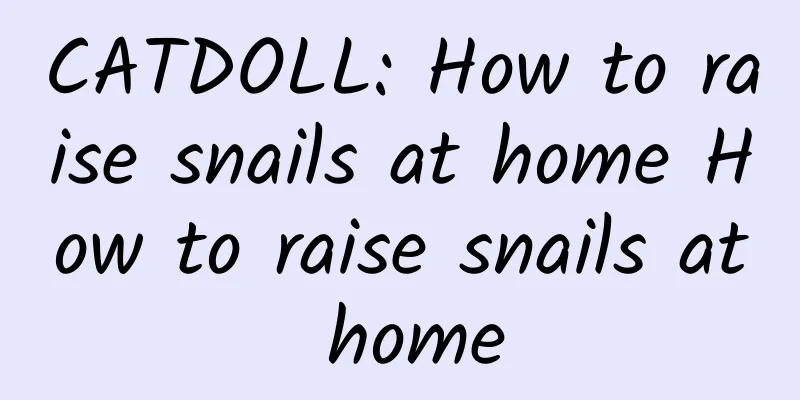 CATDOLL: How to raise snails at home How to raise snails at home