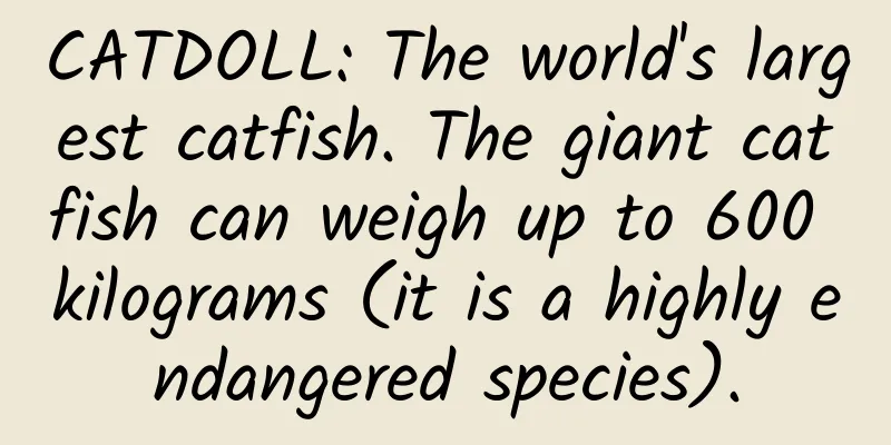 CATDOLL: The world's largest catfish. The giant catfish can weigh up to 600 kilograms (it is a highly endangered species).