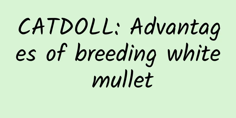 CATDOLL: Advantages of breeding white mullet
