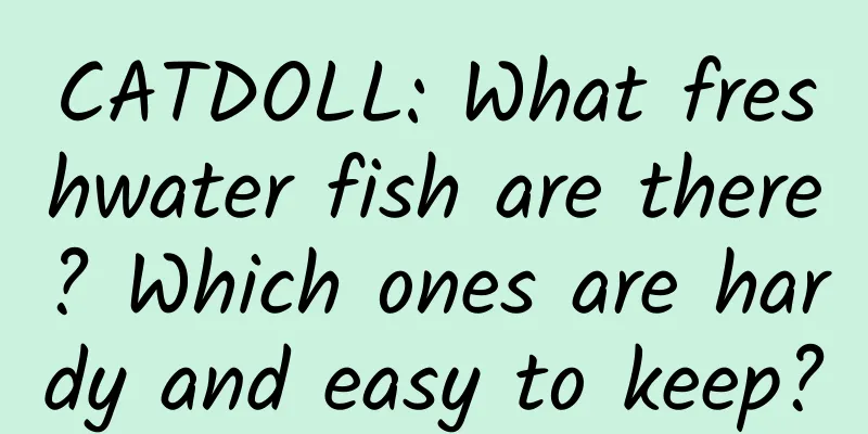 CATDOLL: What freshwater fish are there? Which ones are hardy and easy to keep?