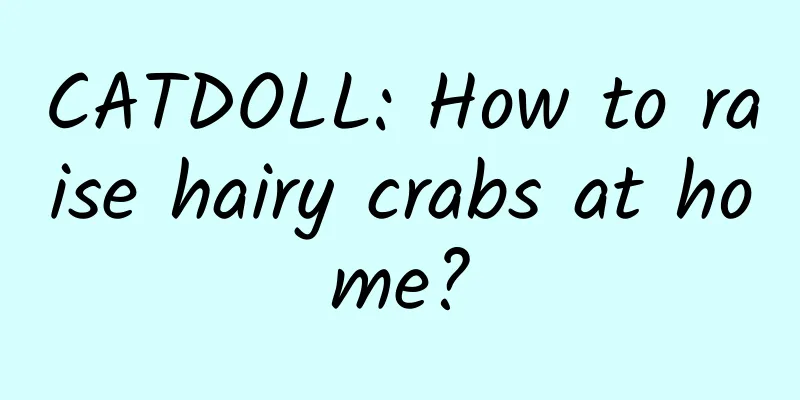 CATDOLL: How to raise hairy crabs at home?