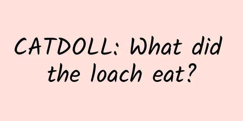 CATDOLL: What did the loach eat?