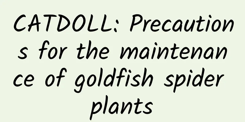CATDOLL: Precautions for the maintenance of goldfish spider plants