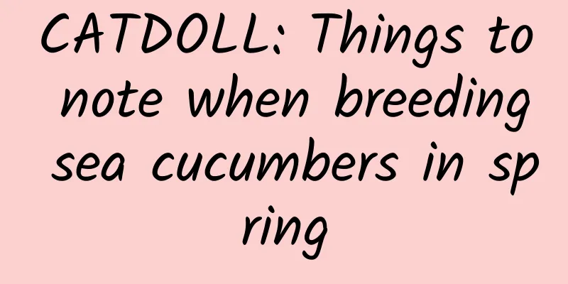 CATDOLL: Things to note when breeding sea cucumbers in spring